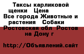 Таксы карликовой щенки › Цена ­ 20 000 - Все города Животные и растения » Собаки   . Ростовская обл.,Ростов-на-Дону г.